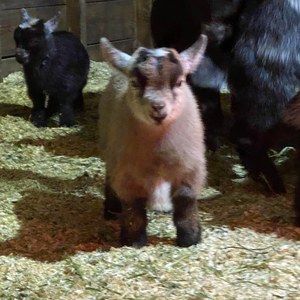 Meet your Posher, Donna